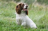 SPRINGER SPANIEL 092